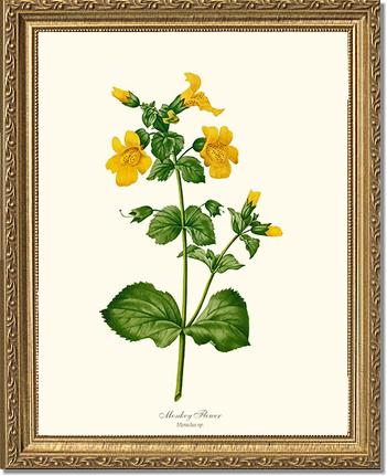 Monkeyflower | Flower/Floral Art Print