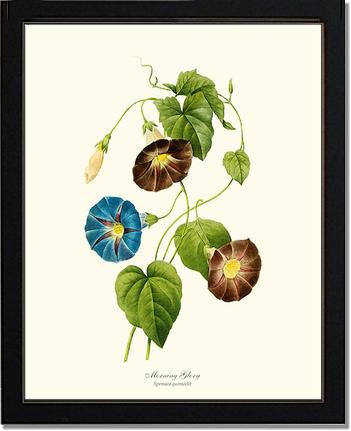 Morning Glory | Flower/Floral Art Print