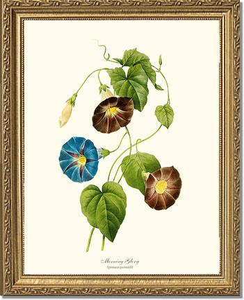 Morning Glory | Flower/Floral Art Print