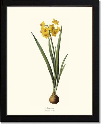 Narcissus | Flower/Floral Art Print