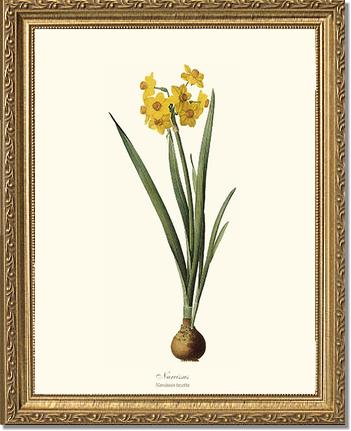 Narcissus | Flower/Floral Art Print