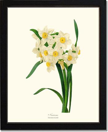 Narcissus | Flower/Floral Art Print