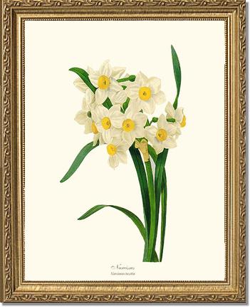 Narcissus | Flower/Floral Art Print