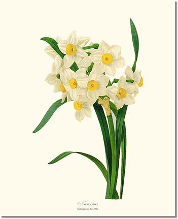 タレントカード narcissus Narcissus: Vintage Botanical Flower/Floral Wall Art Prints