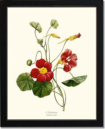 Nasturtium | Flower/Floral Art Print
