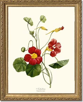 Nasturtium | Flower/Floral Art Print
