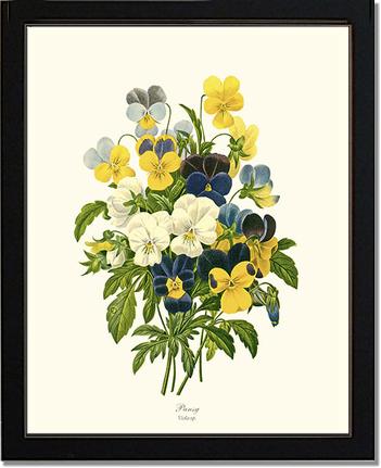 Pansies | Flower/Floral Art Print