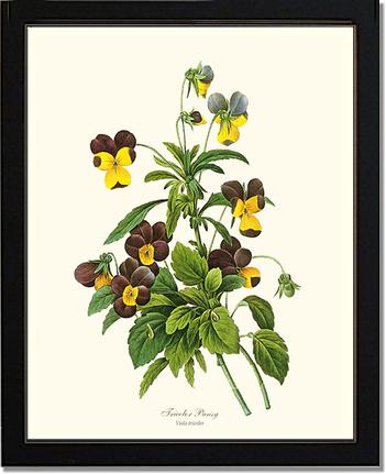 Pansy, Tricolor | Flower/Floral Art Print