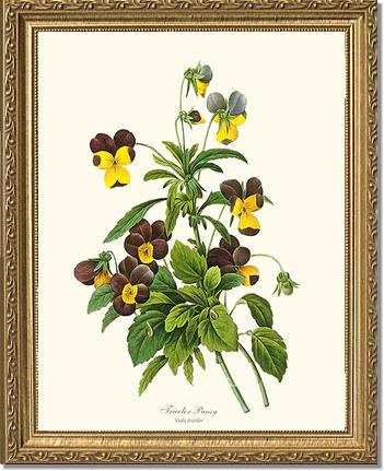 Pansy, Tricolor | Flower/Floral Art Print