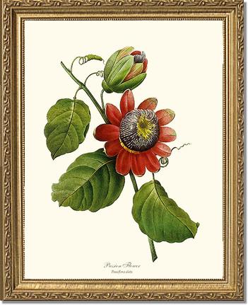 Passion Flower | Flower/Floral Art Print