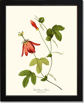 Passion Flower, Red | Flower/Floral Art Print