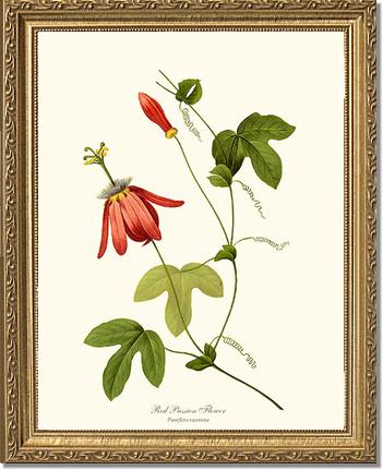 Passion Flower, Red | Flower/Floral Art Print