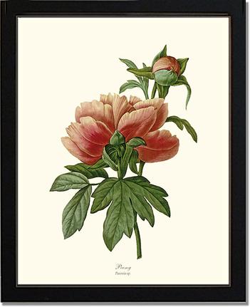Peony | Flower/Floral Art Print