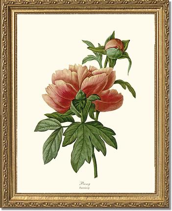 Peony | Flower/Floral Art Print