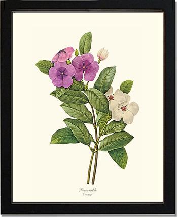 Periwinkle | Flower/Floral Art Print