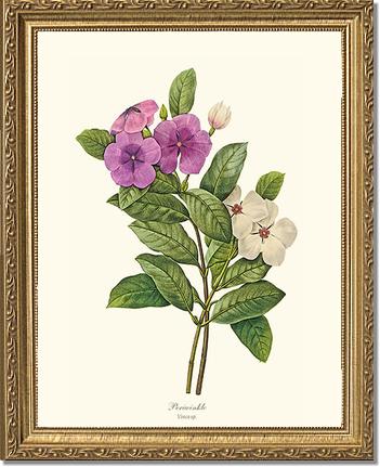 Periwinkle | Flower/Floral Art Print