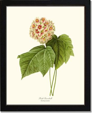 Viburnum Pink Snowball | Flower/Floral Art Print
