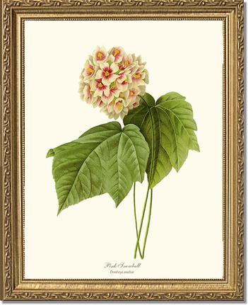 Viburnum Pink Snowball | Flower/Floral Art Print