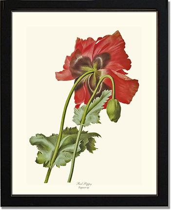 Poppy | Flower/Floral Art Print