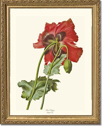 Poppy | Flower/Floral Art Print