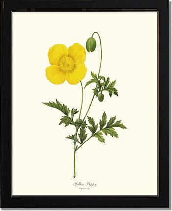 Poppy, Yellow | Flower/Floral Art Print