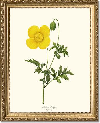Poppy, Yellow | Flower/Floral Art Print