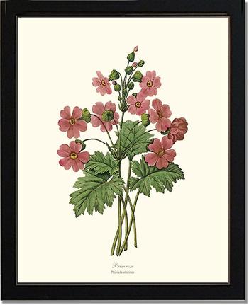 Primrose | Flower/Floral Art Print
