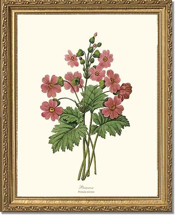 Primrose | Flower/Floral Art Print