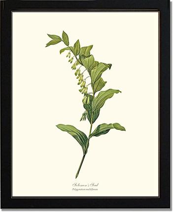 Solomon's Seal | Flower/Floral Art Print