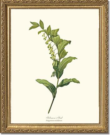 Solomon's Seal | Flower/Floral Art Print