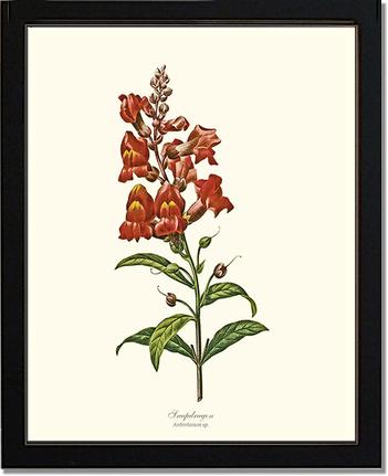 Snapdragon | Flower/Floral Art Print