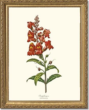 Snapdragon | Flower/Floral Art Print