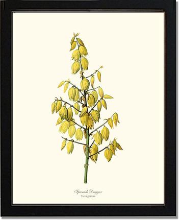 Spanish Dagger | Flower/Floral Art Print