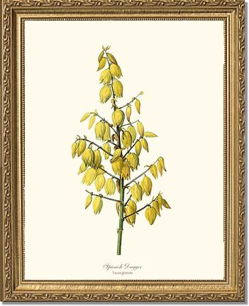 Spanish Dagger | Flower/Floral Art Print