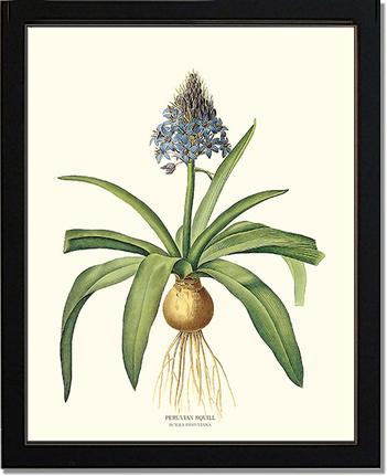 Squill, Peruvian | Flower/Floral Art Print