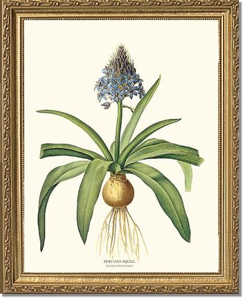 Squill, Peruvian | Flower/Floral Art Print