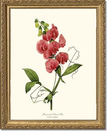 Sweet Pea, Perennial | Flower/Floral Art Print