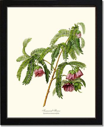 Tamarind Flower | Flower/Floral Art Print