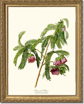 Tamarind Flower | Flower/Floral Art Print