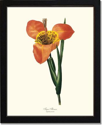 Tiger Flower | Flower/Floral Art Print