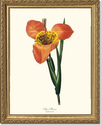 Tiger Flower | Flower/Floral Art Print