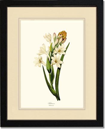 Tuberose | Flower/Floral Art Print