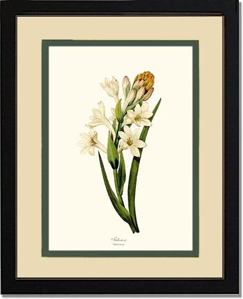 Tuberose | Flower/Floral Art Print