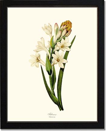 Tuberose | Flower/Floral Art Print