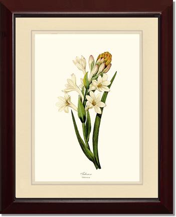 Tuberose | Flower/Floral Art Print