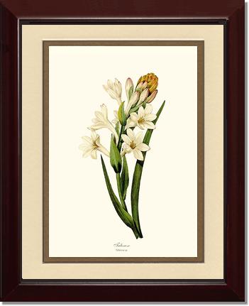 Tuberose | Flower/Floral Art Print