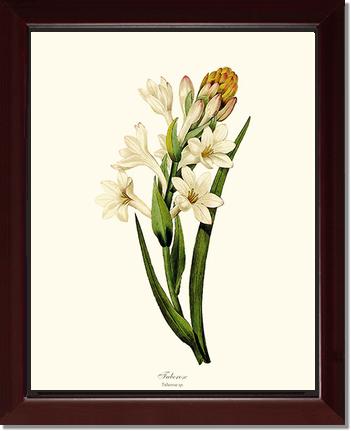 Tuberose | Flower/Floral Art Print