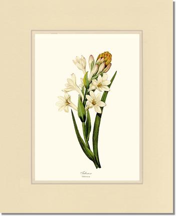 Tuberose | Flower/Floral Art Print