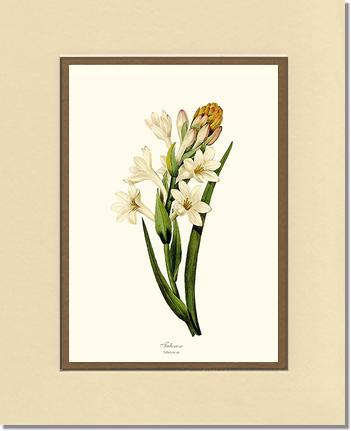 Tuberose | Flower/Floral Art Print