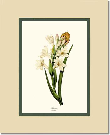 Tuberose | Flower/Floral Art Print